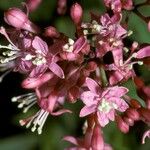 Fuchsia arborescens 花