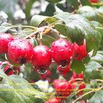 Crataegus laciniata Frucht