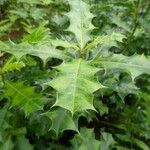 Acanthus ilicifolius Foglia