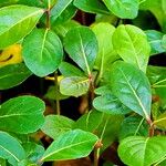 Terminalia mantaly Blad