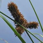 Cyperus ligularis Flor