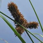 Cyperus ligularis Flor