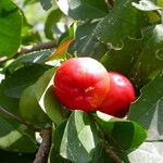 Malpighia glabra Fruit