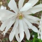 Magnolia stellata Λουλούδι