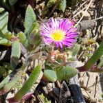 Delosperma sutherlandii Lorea