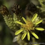 Hazardia orcuttii Flower