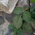 Bidens pilosa Blatt