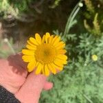 Cota tinctoria Λουλούδι