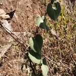 Cissampelos pareira Leaf