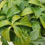 Pachysandra terminalisFolha