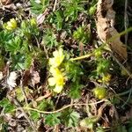 Potentilla brauneana Blomst