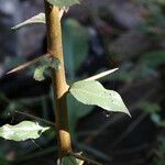 Flacourtia indica Rinde