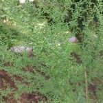 Artemisia annua ഇല