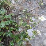 Potentilla alchemilloides Други