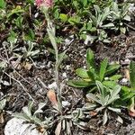 Antennaria dioica Plante entière