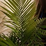 Ravenea rivularis Leaf
