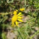 Senecio inaequidensFlor