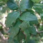 Luma chequen Blatt