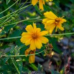 Coreopsis auriculata Flor