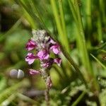 Pedicularis rostratospicata 花