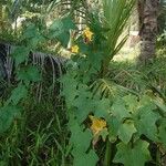 Luffa aegyptiaca Habit