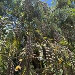 Sophora tomentosa Plod