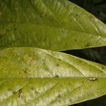 Adenophaedra grandifolia Leaf