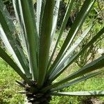 Agave sisalana Leaf