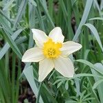 Narcissus × incomparabilis Květ