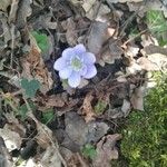 Anemone hepaticaফুল