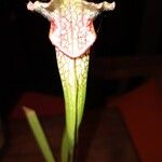 Sarracenia leucophylla Flor