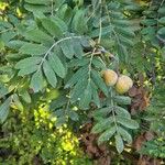 Sorbus domestica Fruto