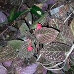 Episcia cupreataBlad