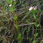 Centaurium erythraea Hábito