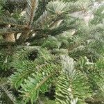 Abies nordmanniana Feuille