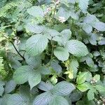 Rubus leyanus Övriga