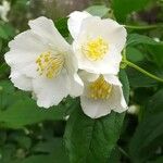 Philadelphus coronarius Flower
