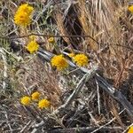 Chaenactis glabriuscula Flor