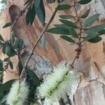 Melaleuca quinquenerviaFlower