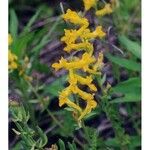 Corydalis aurea Kwiat