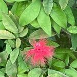 Calliandra tergemina ফুল