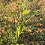 Hibiscus flavifolius Blatt