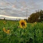 Helianthus annuusCvet