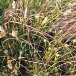 Microchloa kunthii Blüte