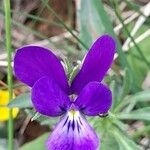 Viola bubanii Õis