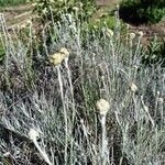 Helichrysum saxatileBloem