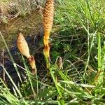 Equisetum telmateia Çiçek