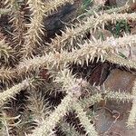 Euphorbia gottlebei List