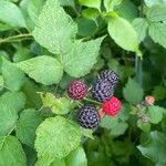 Rubus occidentalisFroito