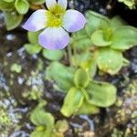 Pinguicula crystallina Flor